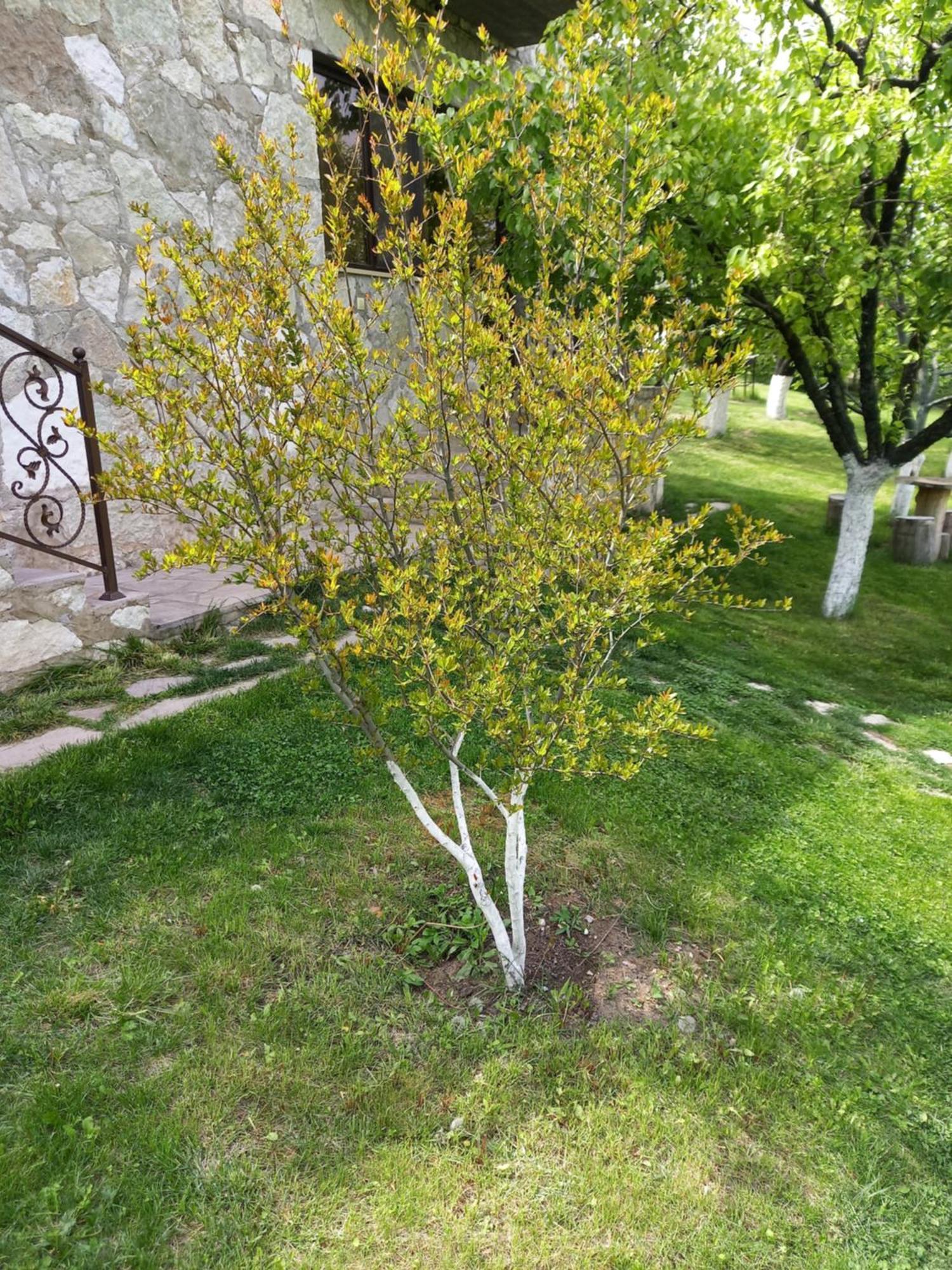Guest House Ijevan's Garden Extérieur photo